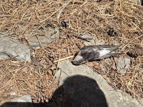 Western House Martin