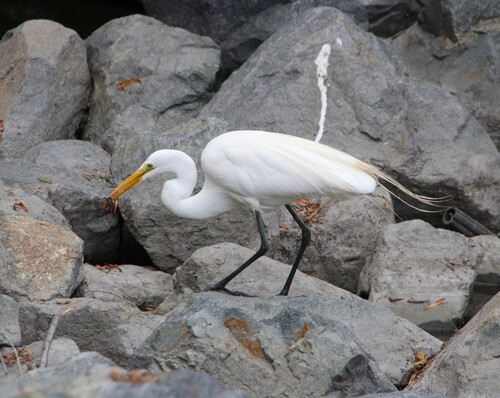 iNaturalist observation photo of Great Egret