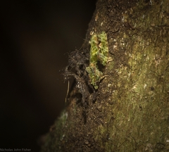 Sorolopha delochlora