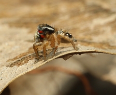 Stenaelurillus lesserti