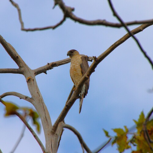 iNaturalist observation photo of Cooper's Hawk