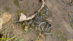 Hynobius quelpaertensis