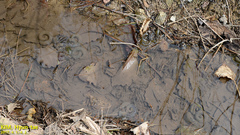 Hynobius quelpaertensis