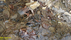 Hynobius quelpaertensis