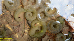 Hynobius quelpaertensis