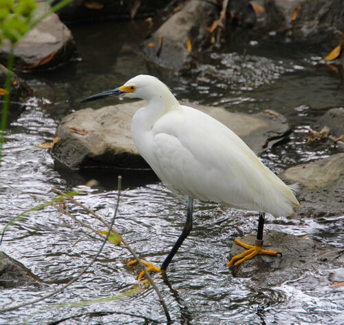 iNaturalist observation photo of Snowy Egret