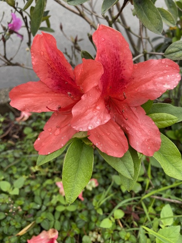 Rhododendron simsii