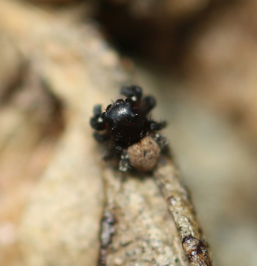 Phanuelus