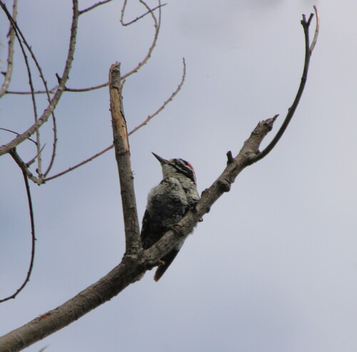 iNaturalist observation photo of Nuttall's Woodpecker