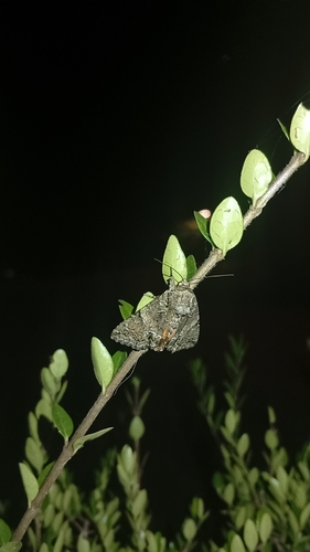 Guernsey Underwing