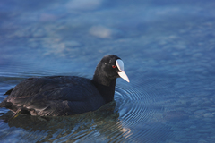 Fulica atra