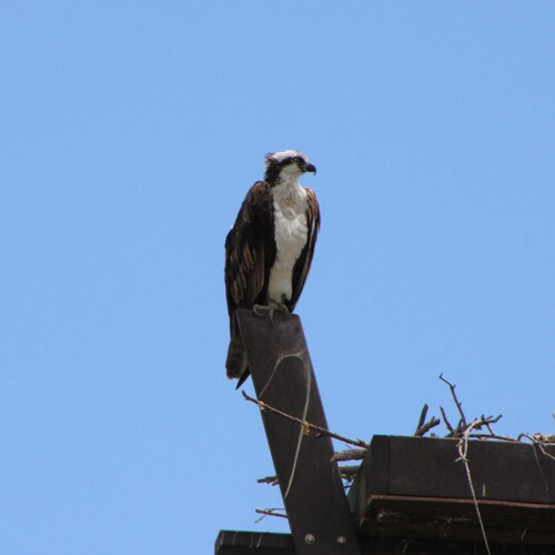 iNaturalist observation photo of Osprey