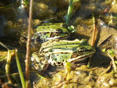Pelophylax