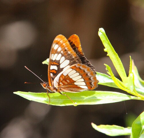 iNaturalist observation photo of Lorquin's Admiral