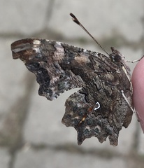 Polygonia c-album