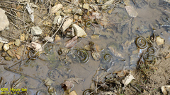 Hynobius quelpaertensis