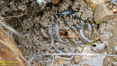 Hynobius quelpaertensis