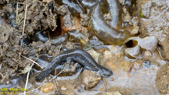 Hynobius quelpaertensis