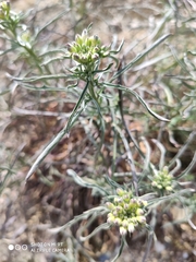 Erysimum crepidifolium