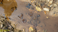 Hynobius quelpaertensis