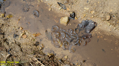 Hynobius quelpaertensis