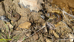 Hynobius quelpaertensis