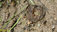 Hynobius quelpaertensis