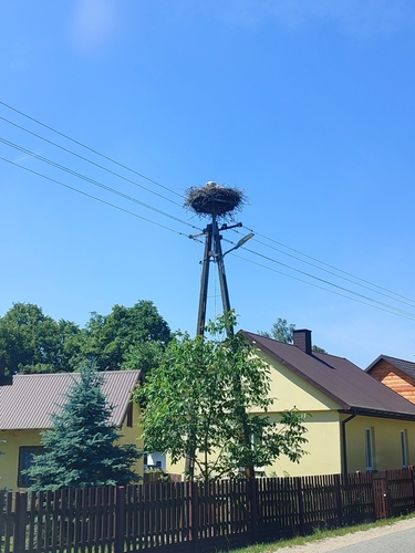 White Stork