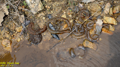 Hynobius quelpaertensis