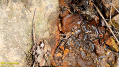 Hynobius quelpaertensis