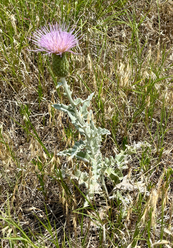 wavyleaf thistle