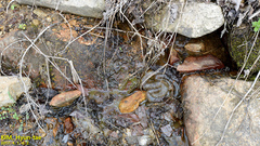 Hynobius quelpaertensis