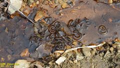 Hynobius quelpaertensis