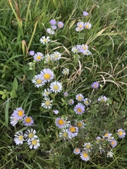 Erigeron annuus