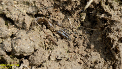 Hynobius quelpaertensis