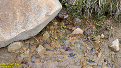 Hynobius quelpaertensis