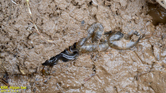 Hynobius quelpaertensis