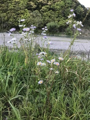 Erigeron annuus