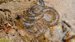 Hynobius quelpaertensis