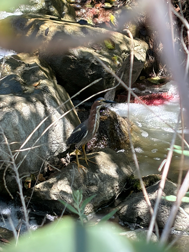iNaturalist observation photo of Green Heron