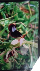 Ophrys bertolonii