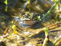 Pelophylax