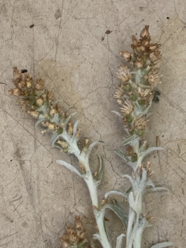 Gamochaeta ustulata, photograph 5