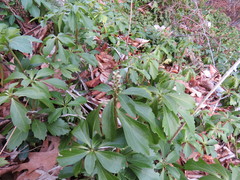 Pachysandra