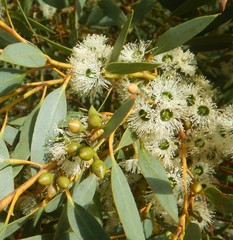 Eucalyptus diversifolia