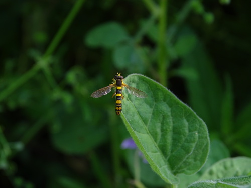 Common Globetail