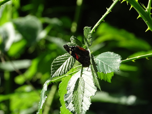 Red Admiral