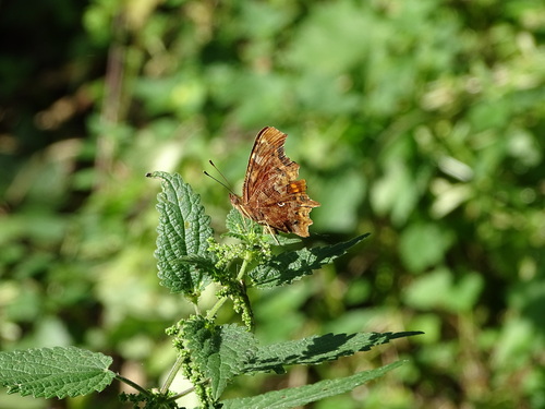 European Comma
