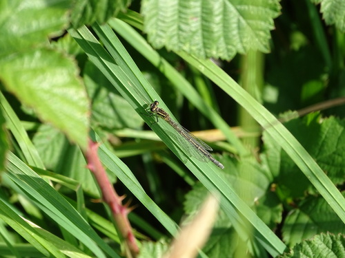 Southern Damselfly