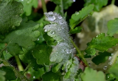 Chelidonium majus